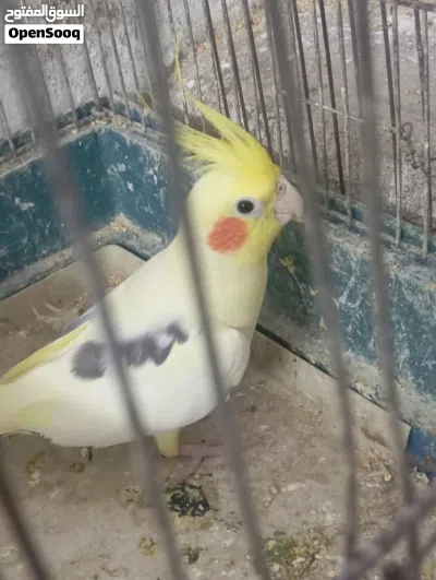 ذكر كوكتيل لاتينو بصمه 2