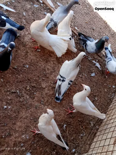 6 جواز حمام و 7 حبات للبيع مع بعض 19 حبه 3