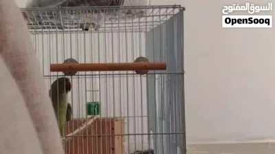 ببغاء درة أنثى تلعب فل قفص كثير اليفة 4