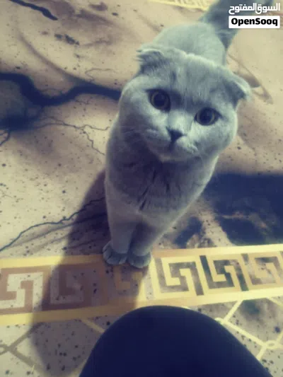 ذكر سكوتش نخب 3