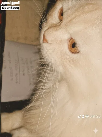 قط شيرازي للبيع 3