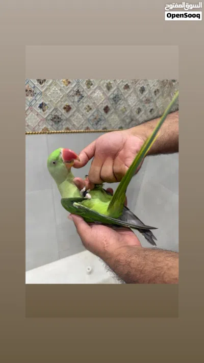 للبيع انثئ نيبالي اليفه جدآ جدآ م شاء الله تابع الوصف مهم 2