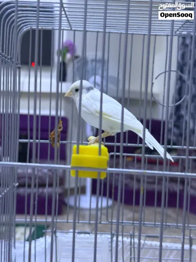 عصفور كناري 3