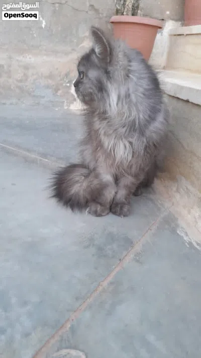 قطوسه شيرازي انتى 2