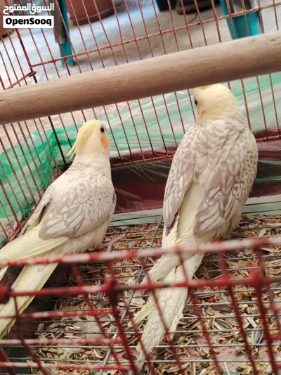 كوكتيل بيرل طفره 4
