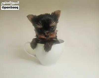yorkishaier 2
