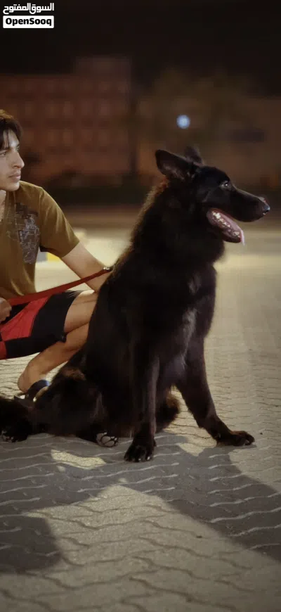 GERMAN SHEPHERD WORKING LINE BLACK JACK IMPORTED FROM GERMANY 2