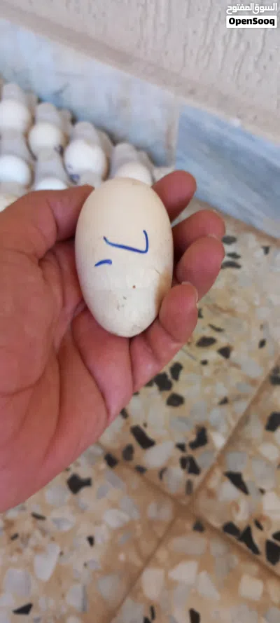26بيضه زينه مخلط مخصب بعون الله 3