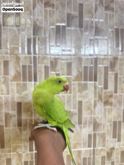 بغبغاء دره أخضر السعر 18 4