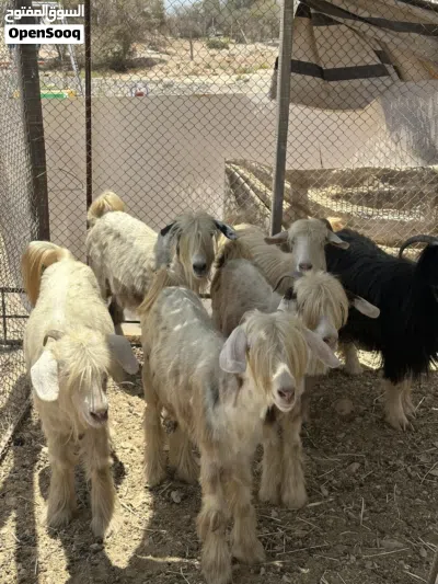 اغنام من حلال الرحوب الفاخر 3