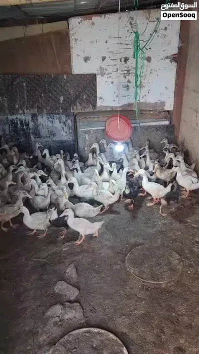 beiling duck 4