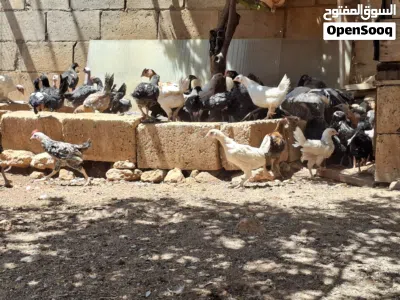 فراخ جاج بلدي صحه ونظافه ماخذات جميع المطاعيم 2
