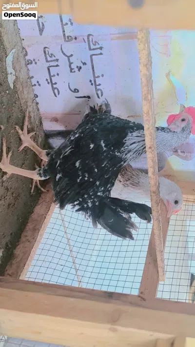 متاح زوج دندراوي الاصلي 2