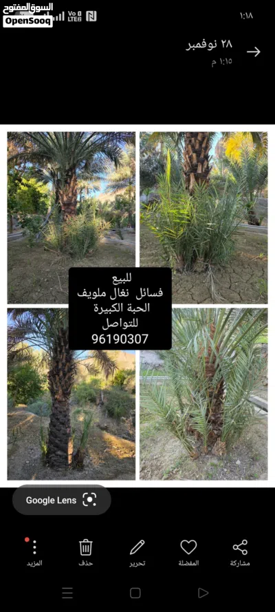 للبيع صرم خلاص و فرض و نغال ملويف بجودة طيبة 2