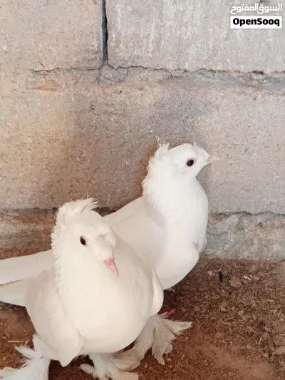 زوج حمام دمكش نثيه وفحل 2