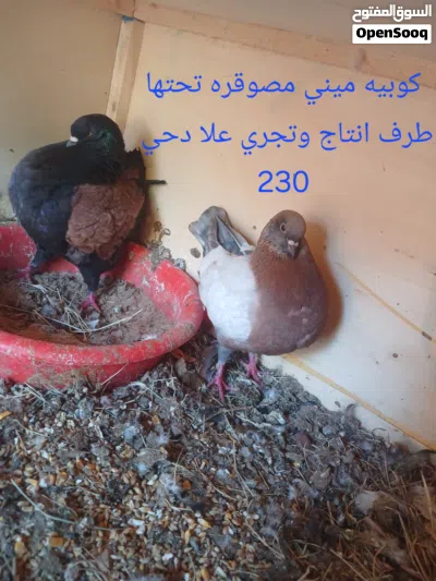 المكان الزاويه 3