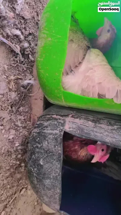 متاح دجاجتين كافات 2