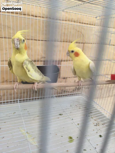 زوجين لاتينوو مولدات تبارك الرحمن صحتهن ما شاء الله تبارك الله 4