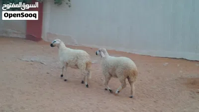 2فطايم خوات تؤام ربي يبارك عمرهم ف6شهور سليمات مشالله... 3