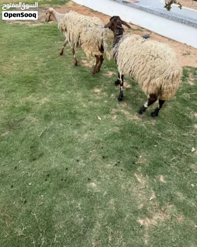 نعجتين عشار للبيع 3