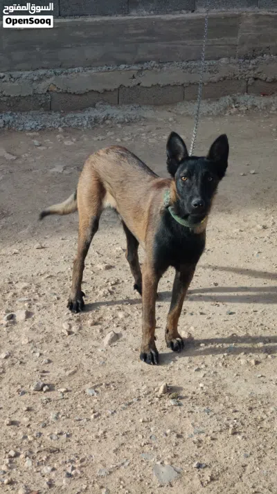 Malinois mâle Charbonnier 3