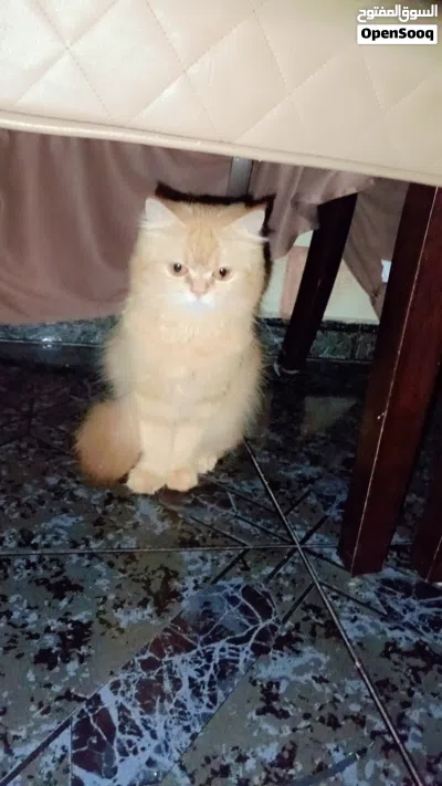 Free Adoption – Female, Male Cat & Kitten 2