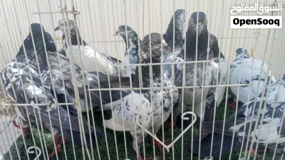 طيور بكستانيه 3