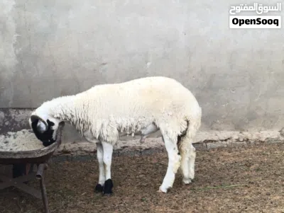 خروف عمره 10 شهور 3