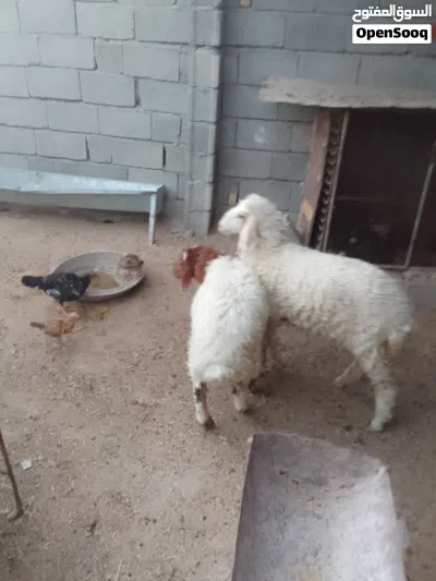 طليان للبيع فحل وانثى معلوفات كلشي ياكلن 2