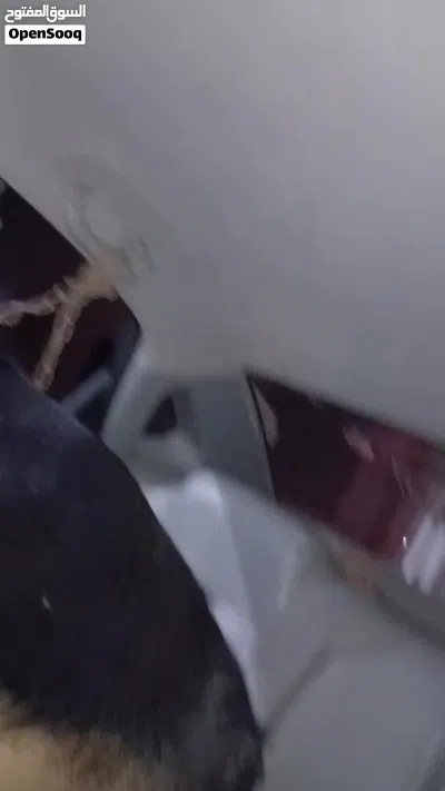 جيرمن شيرد اصلي الله ايبارك العمر اقل من سنه افاري بي ايفون 12برو مكس او 13برو مكس 2