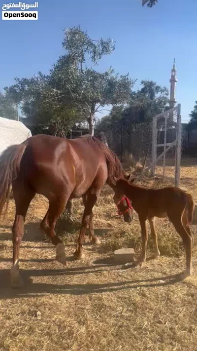فرس للبيع مع مهرها 3