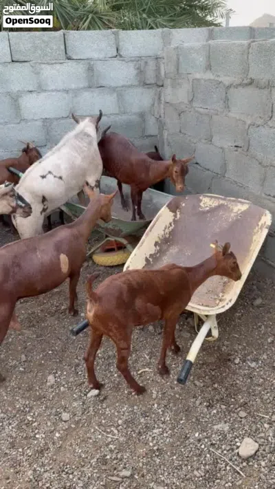 للبيع اغنام صلاله 3
