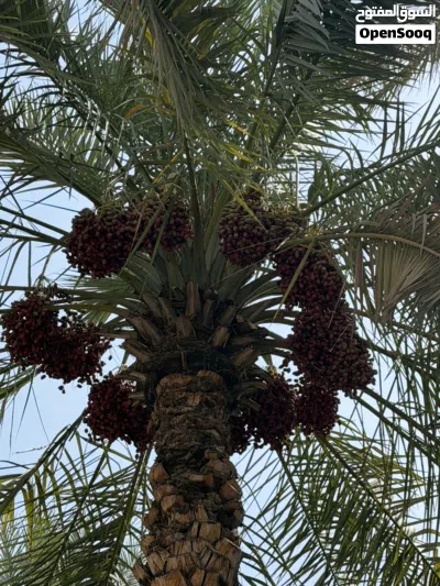 أصناف متنوعة من النخيل للطناء بولاية سمائل 3