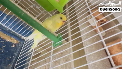 عصافير بقلينو كوبيا 2