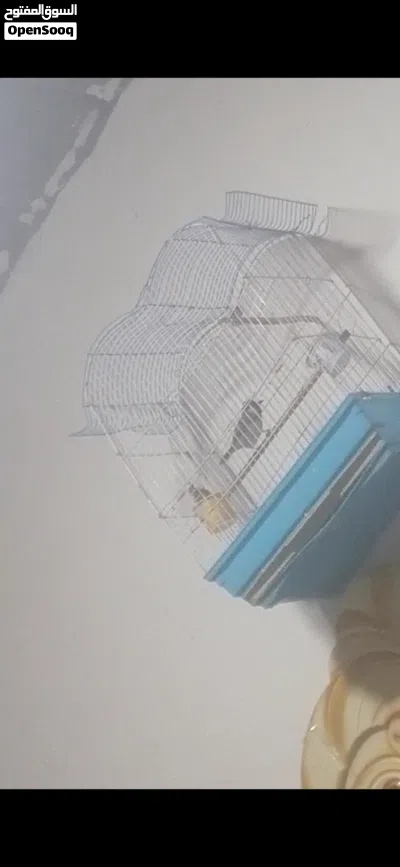 بلبل طير حايل طير كلش حلو 2