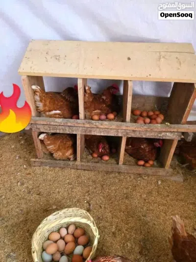 جاج براون الاحمر 3
