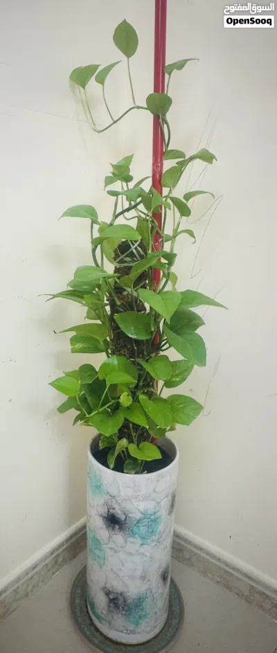 04 Plants for sale 2