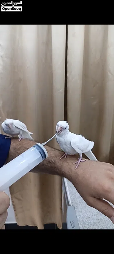 زوج كوكتيلات عمر 4اشهر مال بيت البينوو ربه كلش طينه تصيحله يجيك وين ماتروح وراك الطيور اقره وصف مهم 4