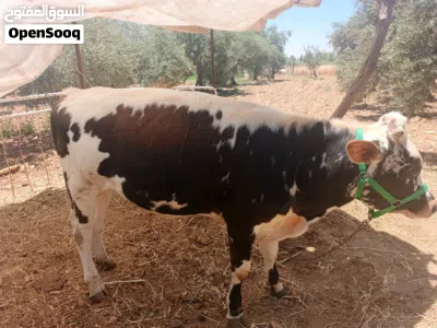 عجل عمره 9شهور للبيع 4