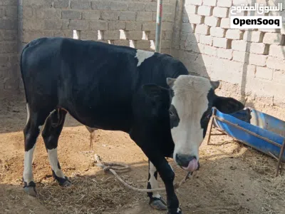 ثور حلال الدار 4