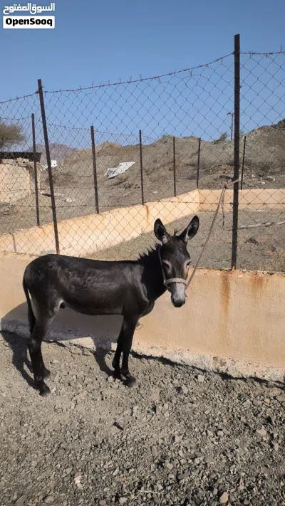 حمار مأدب ومشاي 2