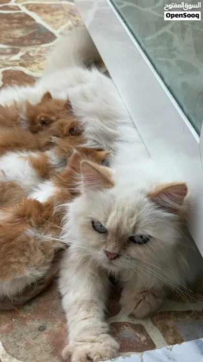 3 قطط للبيع عاجل 4