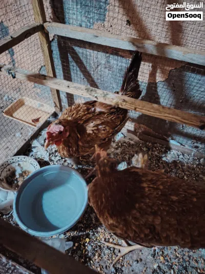 دجاجتين عرب بحالة جيدة وراها 4 أفراخ مال بيت مو شارع جانن ب ابو الخصيب سعرهن 50 المشراق القديم واتسا 4