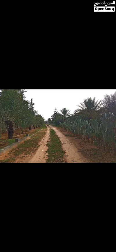 مزرعة مساحة هكتار مشجرة بالكامل 2