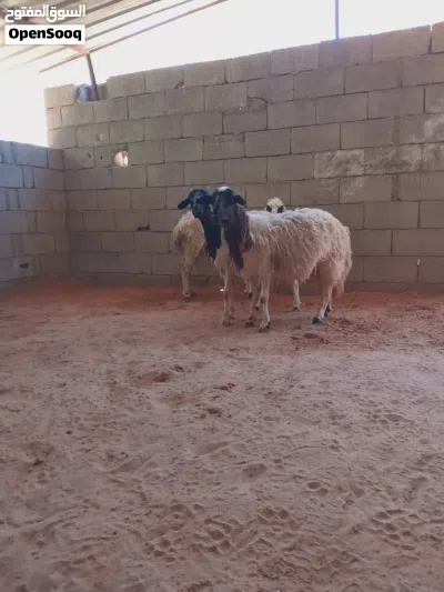 السلام عليكم زوز نعاج ولادات خروف خروف وسنهم كبيره 3