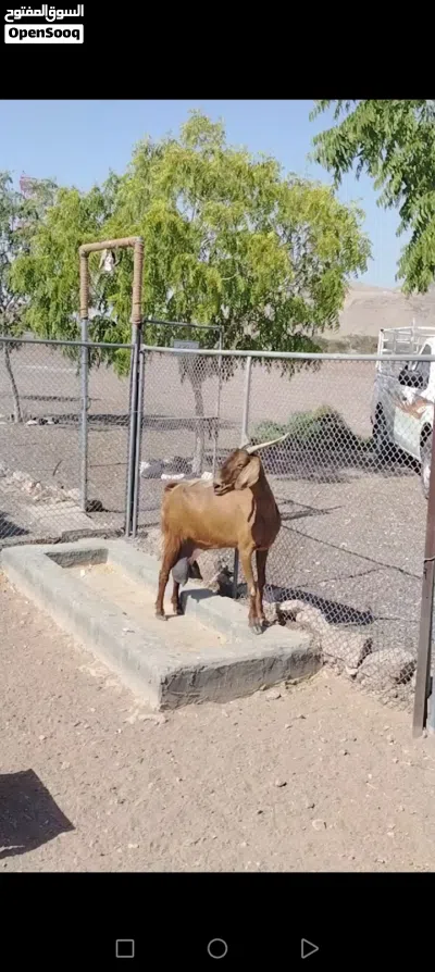 للبيع شاه عارضيه 3
