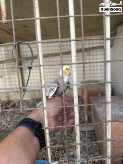 للبيع كوكتيل اليف 2