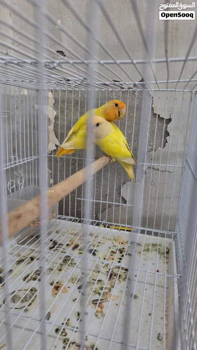 ببغاء الروز زوج للبيع 2