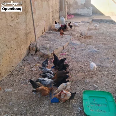 فرخات صيصان بادي 3