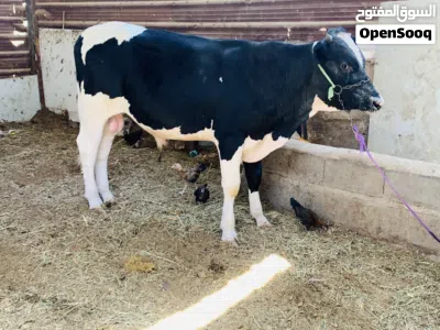 عجل خشن ويمين معلوف براسه طحين سعره 2,500 الف مكاني بصره شط ألعرب الكباسي 3